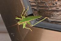 Tettigonia viridissima