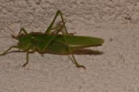 Tettigonia viridissima
