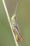 Euchorthippus declivus