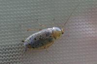 Ectobius lapponicus