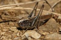 Platycleis albopunctata albopunctata