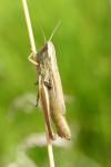 Euchorthippus declivus