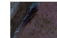 Gryllotalpa gryllotalpa