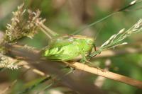 Bicolorana bicolor