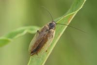Ectobius lapponicus