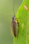 Ectobius lapponicus
