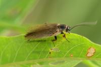 Ectobius lapponicus