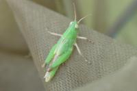 Aiolopus thalassinus thalassinus