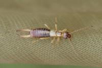 Apterygida albipennis
