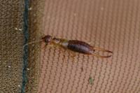 Apterygida albipennis