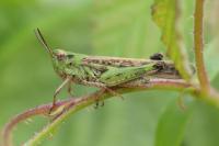 Aiolopus thalassinus thalassinus