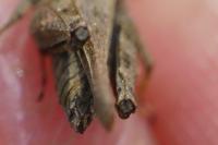 Tetrix ceperoi ceperoi
