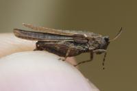 Tetrix ceperoi ceperoi