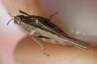 Tetrix ceperoi ceperoi