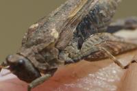Tetrix ceperoi ceperoi
