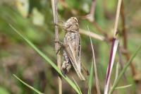 Tessellana tessellata tessellata