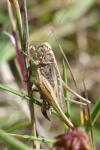 Tessellana tessellata tessellata