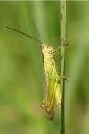 Mecostethus parapleurus parapleurus