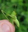 Phaneroptera nana