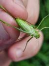 Phaneroptera nana