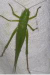 Ruspolia nitidula