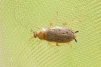 Ectobius lapponicus
