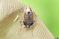 Ectobius sylvestris