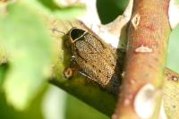 Ectobius sylvestris