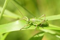 Ephippiger diurnus diurnus