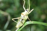 Ephippiger diurnus diurnus