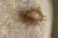 Ectobius pallidus