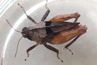 Tetrix tenuicornis