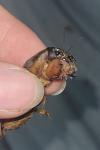 Gryllotalpa gryllotalpa