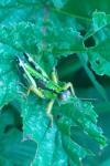 Miramella alpina subalpina