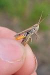 Omocestus haemorrhoidalis