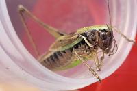 Metrioptera brachyptera