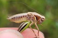 Metrioptera brachyptera