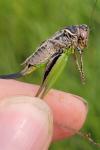 Metrioptera brachyptera