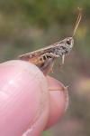 Omocestus haemorrhoidalis