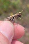 Omocestus haemorrhoidalis