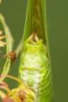 Phaneroptera falcata