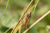 Roeseliana roeselii