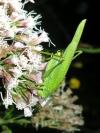 Phaneroptera nana