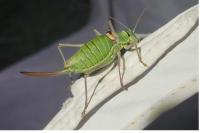 Ephippiger diurnus diurnus