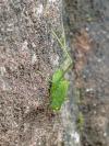 Phaneroptera