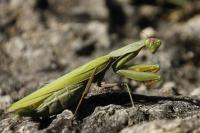 Mantis religiosa