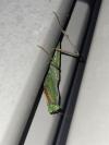 Mantis religiosa