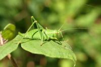 Barbitistes serricauda