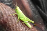 Mecostethus parapleurus parapleurus