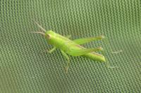 Mecostethus parapleurus parapleurus